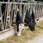 تولید شیر افزایش تولید شیر