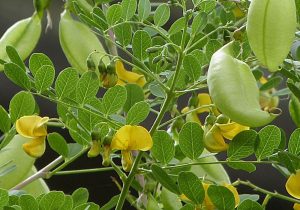 آلکالوئید گیاه ضد تغذیه دام طیور آبزیان