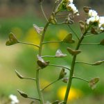 گلیکوزید ترکیب ضد تغذیه ای دام طیور و آبزیان